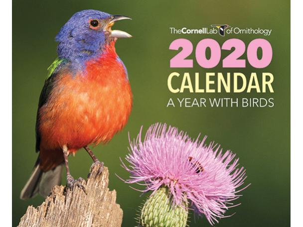Free 2020 Birds Wall Calendar From Cornell Lab!